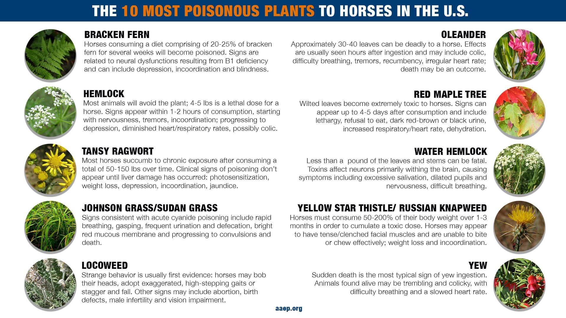 10 Most Poisonous Plants to Horses in the US - Oregon Horse Council