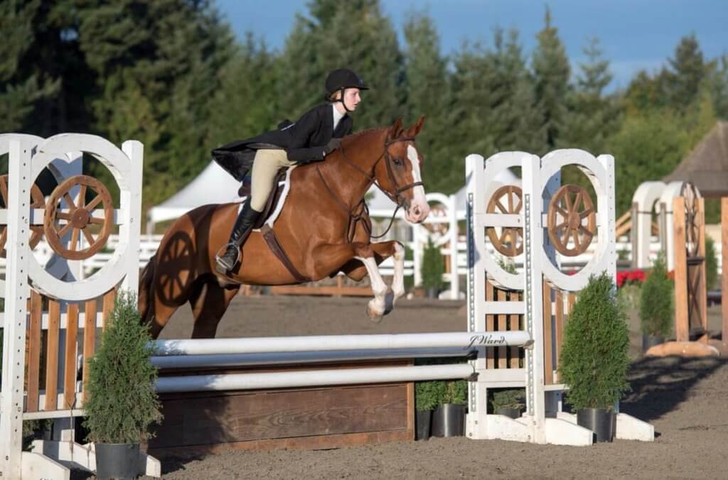 Quiet Rein Riding School has Several Nice Horses For Sale Oregon