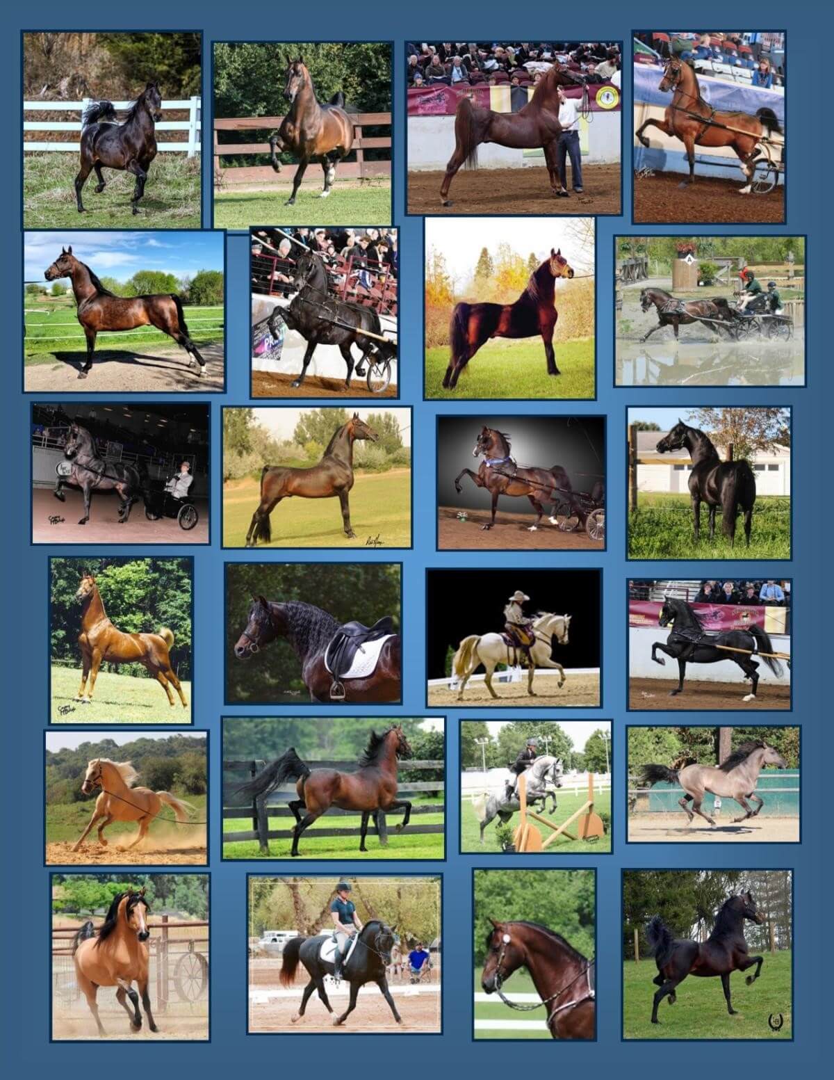 MHAO 2023 Stallion Service Auction Oregon Horse Council